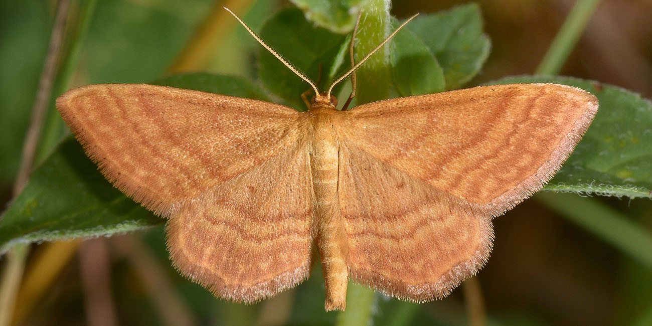 Idaea ochrata, Geometridae